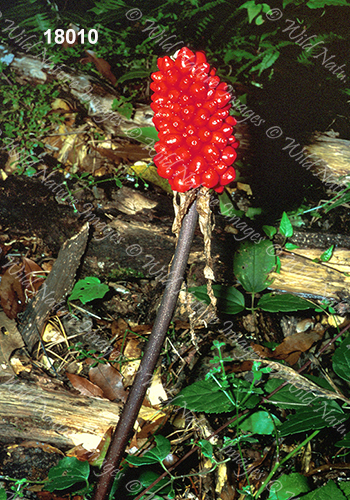 Arisaema macrospathum (Araceae)